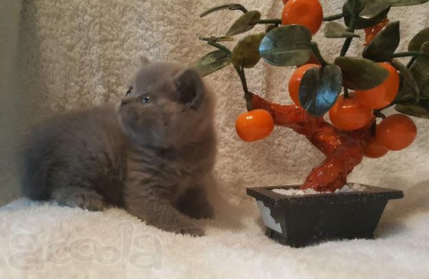 Питомник шотландских кошек.