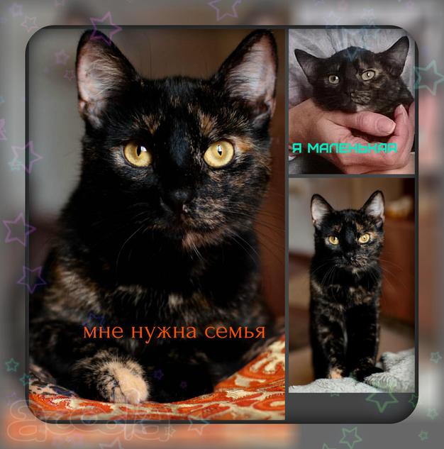 Кошечка окрас специя