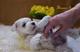 Щенки цвергшнауцера белого окраса.  Родились 04.02.2017