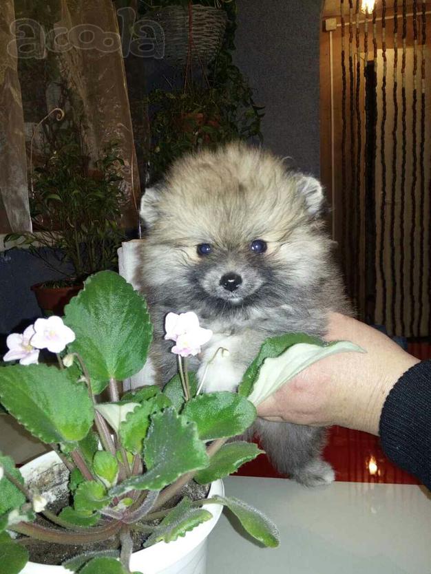 Щенок померанского шпица