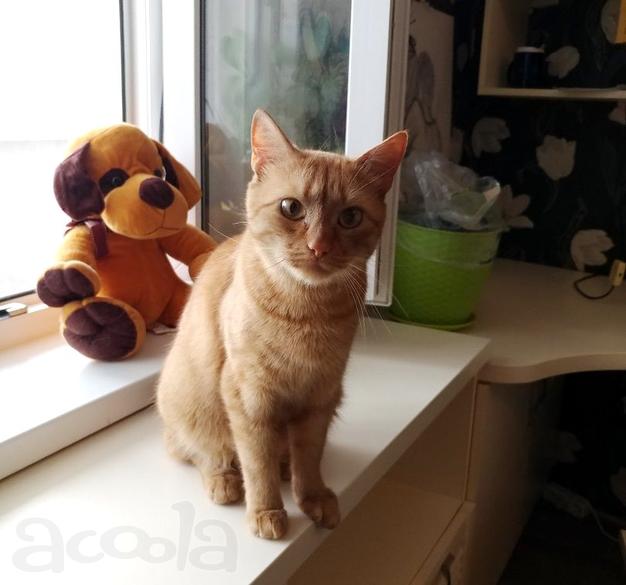 Котик рыжик ищет дом