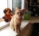 Котик рыжик ищет дом