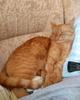 Котик рыжик ищет дом