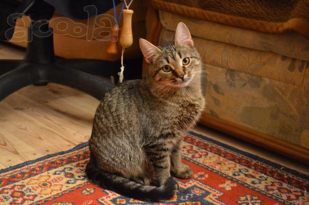 Кот котенок в дар
