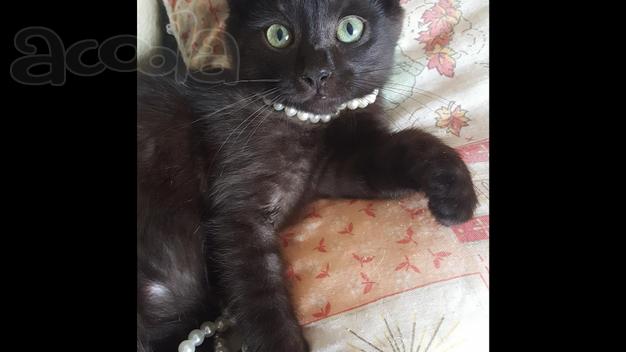Котенок даром в заботливые руки