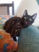 Котенок даром в заботливые руки
